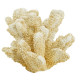 Artekko Coral Μπεζ Διακοσμητικό Κοράλλι Ρητίνης (22x17x14)cm